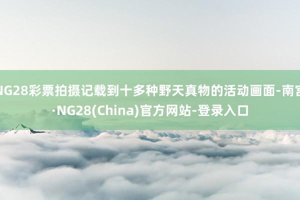 NG28彩票拍摄记载到十多种野天真物的活动画面-南宫·NG28(China)官方网站-登录入口